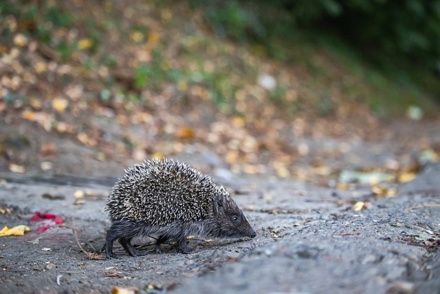 他的潜力 他的潜力
