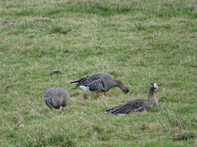 扬科维奇避谈足坛腐败案，亚洲杯首战全力以赴争取开门红.
